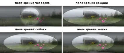 Бінокулярний зір будова, перевірка і лікування (зір) Бінокулярний зір будова, перевірка і лікування