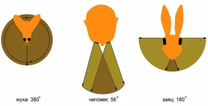 Бінокулярний зір будова, перевірка і лікування (зір) Бінокулярний зір будова, перевірка і лікування