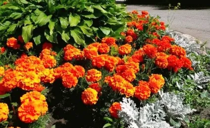 Чорнобривці посадка і догляд у відкритому грунті (чорнобривці) Чорнобривці посадка і догляд у відкритому грунті