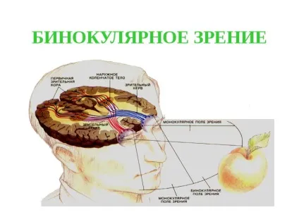 Бінокулярний зір будова, перевірка і лікування (бінокулярний зір порядку) Бінокулярний зір будова, перевірка і лікування
