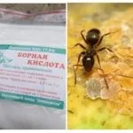 Борна кислота від мурах у квартирі і городі рецепти (борна) Борна кислота від мурах у квартирі і городі рецепти