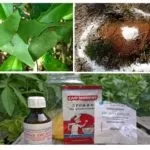 Борна кислота від мурах у квартирі і городі рецепти (мурах) Борна кислота від мурах у квартирі і городі рецепти