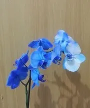 Чи бувають сині орхідеї