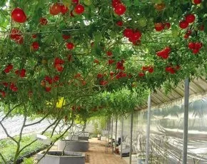 Болгарський солодкий перець на підвіконні вирощування, догляд, про100огород