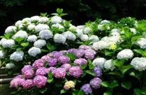 Хвороби листя і коренів гортензії, як вилікувати рослину