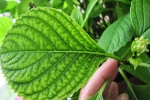 Хвороби гортензії і їх лікування, фото (гортензії) Хвороби гортензії і їх лікування, фото