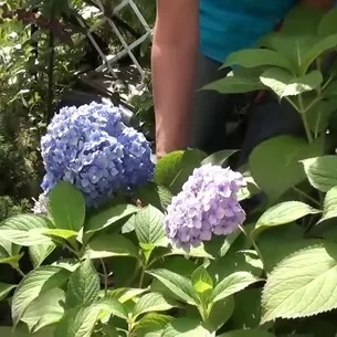 Хвороби і шкідники листя і квітів гортензії фото, лікування захворювань і боротьба з комахами (листя) Хвороби і шкідники листя і квітів гортензії фото, лікування захворювань і боротьба з комахами