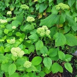 Хвороби і шкідники листя і квітів гортензії фото, лікування захворювань і боротьба з комахами (листя) Хвороби і шкідники листя і квітів гортензії фото, лікування захворювань і боротьба з комахами