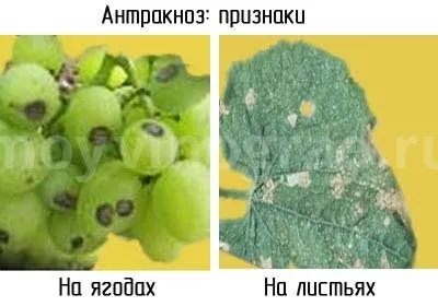 Хвороби винограду лікування, профілактика і опис з фото (фото) Хвороби винограду лікування, профілактика і опис з фото