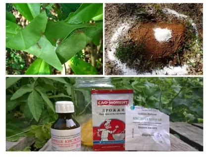 Борна кислота від мурах у квартирі і городі рецепти (кислота) Борна кислота від мурах у квартирі і городі рецепти