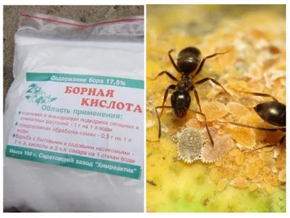 Борна кислота від мурах у квартирі і городі рецепти (кислота) Борна кислота від мурах у квартирі і городі рецепти
