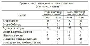 Чим і як годувати курей несучок (годувати) Чим і як годувати курей несучок