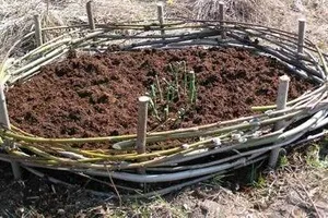 Чим мульчувати троянди навесні магія рослин (мульчувати) Чим мульчувати троянди навесні магія рослин