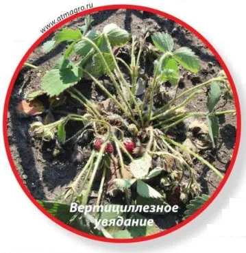 Чим хворіє полуниця і як її врятувати (період висунення квітконосів) Чим хворіє полуниця і як її врятувати