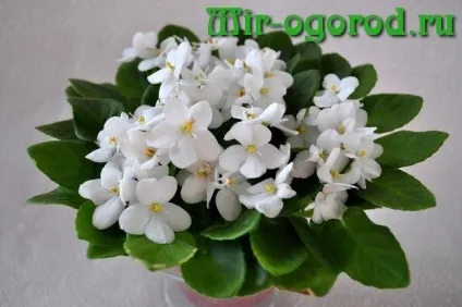Чим підгодувати фіалки щоб цвіли в домашніх умовах