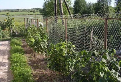 Чорна смородина посадка і догляд за кущами на дачі (дачі) Чорна смородина посадка і догляд за кущами на дачі