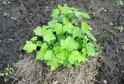 Чорна смородина посадка і догляд за кущами на дачі (кущами) Чорна смородина посадка і догляд за кущами на дачі