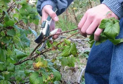 Чорна смородина посадка і догляд за кущами на дачі (чорна) Чорна смородина посадка і догляд за кущами на дачі