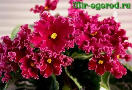 Чим підгодувати фіалки щоб цвіли в домашніх умовах