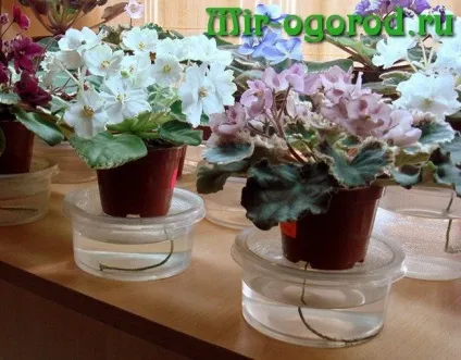 Чим підгодувати фіалки щоб цвіли в домашніх умовах