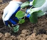 Що робити, насіннєву картоплю в льосі затопило водою (картопля) Що робити, насіннєву картоплю в льосі затопило водою