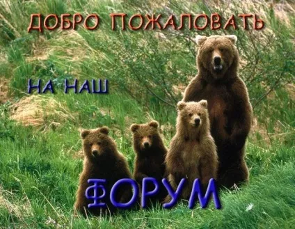 Що робити людині, якщо в лісі зустрів ведмедя (ведмедя) Що робити людині, якщо в лісі зустрів ведмедя