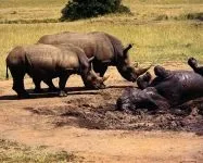 Індійські носороги (rhinoceros) індійські носороги, поширення зовнішній вигляд маса забарвлення ріг (виду яванських носорогів) Індійські носороги (rhinoceros) індійські носороги, поширення зовнішній вигляд маса забарвлення ріг