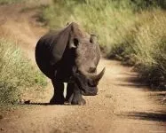 Індійські носороги (rhinoceros) індійські носороги, поширення зовнішній вигляд маса забарвлення ріг (rhinoceros) Індійські носороги (rhinoceros) індійські носороги, поширення зовнішній вигляд маса забарвлення ріг