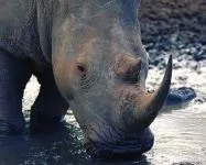 Індійські носороги (rhinoceros) індійські носороги, поширення зовнішній вигляд маса забарвлення ріг (індійські) Індійські носороги (rhinoceros) індійські носороги, поширення зовнішній вигляд маса забарвлення ріг