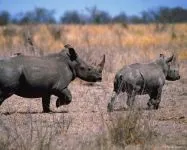 Індійські носороги (rhinoceros) індійські носороги, поширення зовнішній вигляд маса забарвлення ріг (виду яванських носорогів) Індійські носороги (rhinoceros) індійські носороги, поширення зовнішній вигляд маса забарвлення ріг