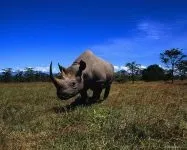 Індійські носороги (rhinoceros) індійські носороги, поширення зовнішній вигляд маса забарвлення ріг (носороги) Індійські носороги (rhinoceros) індійські носороги, поширення зовнішній вигляд маса забарвлення ріг