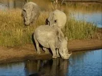 Індійські носороги (rhinoceros) індійські носороги, поширення зовнішній вигляд маса забарвлення ріг (rhinoceros) Індійські носороги (rhinoceros) індійські носороги, поширення зовнішній вигляд маса забарвлення ріг