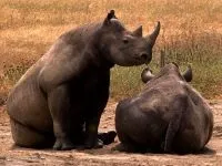 Індійські носороги (rhinoceros) індійські носороги, поширення зовнішній вигляд маса забарвлення ріг (rhinoceros) Індійські носороги (rhinoceros) індійські носороги, поширення зовнішній вигляд маса забарвлення ріг