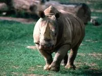 Індійські носороги (rhinoceros) індійські носороги, поширення зовнішній вигляд маса забарвлення ріг (носороги) Індійські носороги (rhinoceros) індійські носороги, поширення зовнішній вигляд маса забарвлення ріг