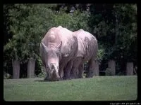 Індійські носороги (rhinoceros) індійські носороги, поширення зовнішній вигляд маса забарвлення ріг (rhinoceros) Індійські носороги (rhinoceros) індійські носороги, поширення зовнішній вигляд маса забарвлення ріг