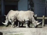 Індійські носороги (rhinoceros) індійські носороги, поширення зовнішній вигляд маса забарвлення ріг (роду індійських носорогів) Індійські носороги (rhinoceros) індійські носороги, поширення зовнішній вигляд маса забарвлення ріг