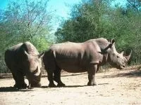 Індійські носороги (rhinoceros) індійські носороги, поширення зовнішній вигляд маса забарвлення ріг (носороги) Індійські носороги (rhinoceros) індійські носороги, поширення зовнішній вигляд маса забарвлення ріг