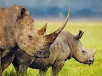 Індійські носороги (rhinoceros) індійські носороги, поширення зовнішній вигляд маса забарвлення ріг (носороги) Індійські носороги (rhinoceros) індійські носороги, поширення зовнішній вигляд маса забарвлення ріг