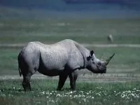 Індійські носороги (rhinoceros) індійські носороги, поширення зовнішній вигляд маса забарвлення ріг (rhinoceros) Індійські носороги (rhinoceros) індійські носороги, поширення зовнішній вигляд маса забарвлення ріг