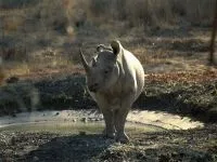 Індійські носороги (rhinoceros) індійські носороги, поширення зовнішній вигляд маса забарвлення ріг (роду індійських носорогів) Індійські носороги (rhinoceros) індійські носороги, поширення зовнішній вигляд маса забарвлення ріг