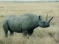 Індійські носороги (rhinoceros) індійські носороги, поширення зовнішній вигляд маса забарвлення ріг (носороги) Індійські носороги (rhinoceros) індійські носороги, поширення зовнішній вигляд маса забарвлення ріг