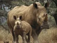Індійські носороги (rhinoceros) індійські носороги, поширення зовнішній вигляд маса забарвлення ріг (виду яванських носорогів) Індійські носороги (rhinoceros) індійські носороги, поширення зовнішній вигляд маса забарвлення ріг