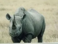 Індійські носороги (rhinoceros) індійські носороги, поширення зовнішній вигляд маса забарвлення ріг (виду яванських носорогів) Індійські носороги (rhinoceros) індійські носороги, поширення зовнішній вигляд маса забарвлення ріг