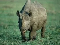 Індійські носороги (rhinoceros) індійські носороги, поширення зовнішній вигляд маса забарвлення ріг (індійські) Індійські носороги (rhinoceros) індійські носороги, поширення зовнішній вигляд маса забарвлення ріг