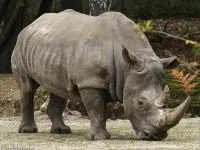 Індійські носороги (rhinoceros) індійські носороги, поширення зовнішній вигляд маса забарвлення ріг (rhinoceros) Індійські носороги (rhinoceros) індійські носороги, поширення зовнішній вигляд маса забарвлення ріг