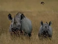 Індійські носороги (rhinoceros) індійські носороги, поширення зовнішній вигляд маса забарвлення ріг (роду індійських носорогів) Індійські носороги (rhinoceros) індійські носороги, поширення зовнішній вигляд маса забарвлення ріг