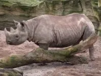 Індійські носороги (rhinoceros) індійські носороги, поширення зовнішній вигляд маса забарвлення ріг (роду індійських носорогів) Індійські носороги (rhinoceros) індійські носороги, поширення зовнішній вигляд маса забарвлення ріг