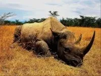 Індійські носороги (rhinoceros) індійські носороги, поширення зовнішній вигляд маса забарвлення ріг (носороги) Індійські носороги (rhinoceros) індійські носороги, поширення зовнішній вигляд маса забарвлення ріг