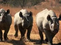 Індійські носороги (rhinoceros) індійські носороги, поширення зовнішній вигляд маса забарвлення ріг (роду індійських носорогів) Індійські носороги (rhinoceros) індійські носороги, поширення зовнішній вигляд маса забарвлення ріг
