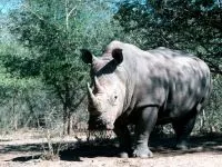 Індійські носороги (rhinoceros) індійські носороги, поширення зовнішній вигляд маса забарвлення ріг (носороги) Індійські носороги (rhinoceros) індійські носороги, поширення зовнішній вигляд маса забарвлення ріг